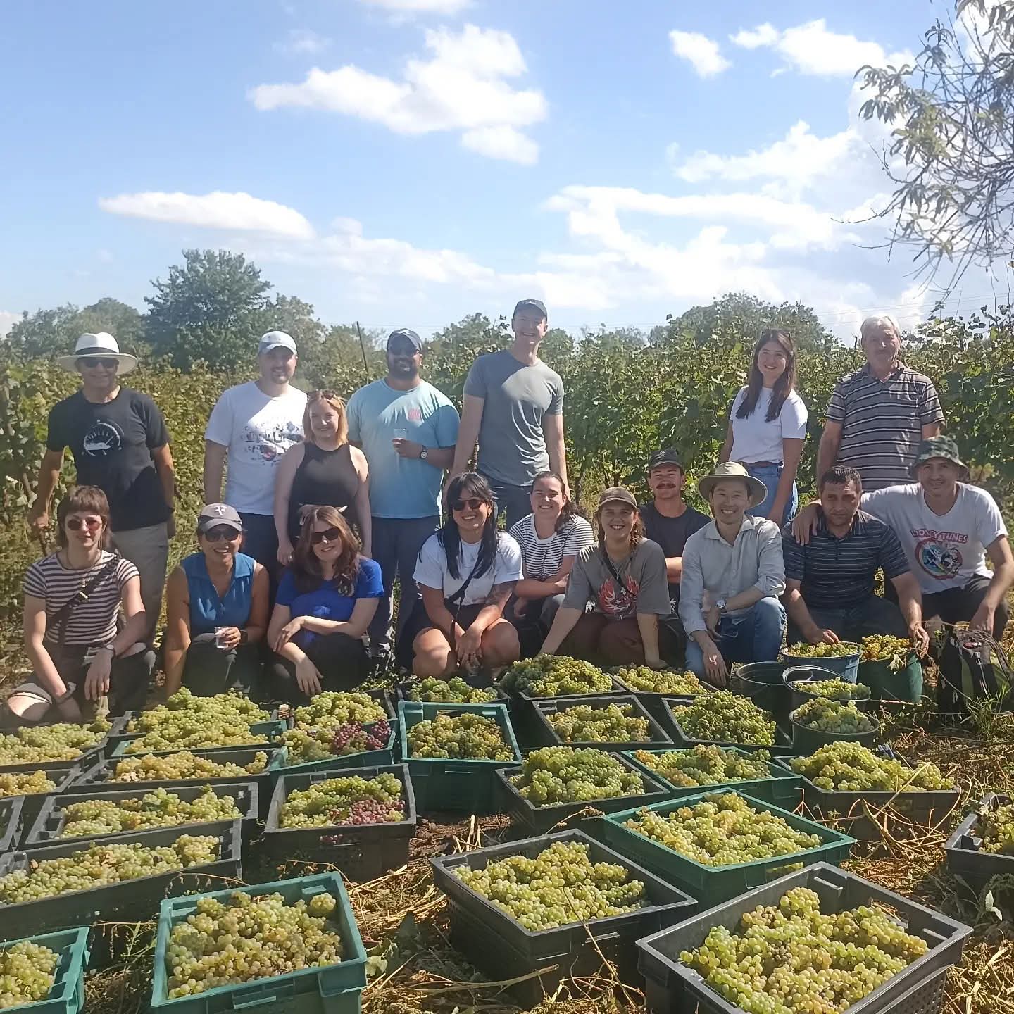 🍇 რთველი 2025 როსტომაანთ მარანში